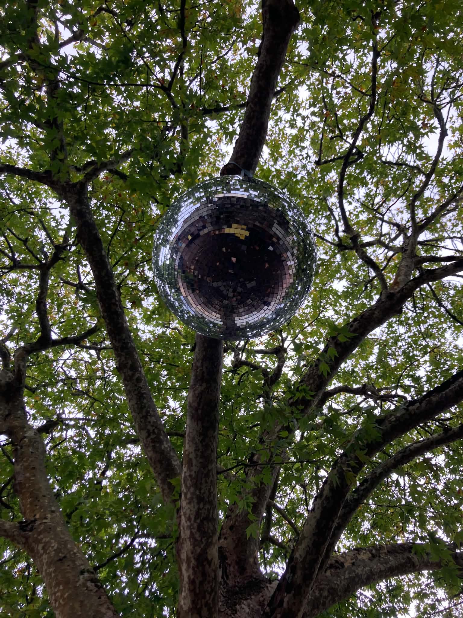 boule disco au milieu d'un arbre