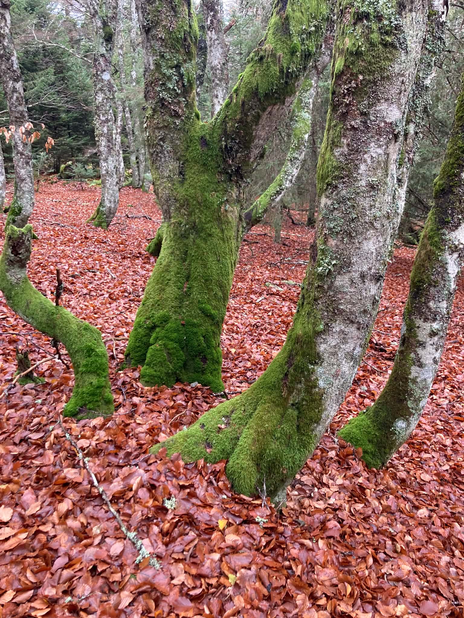 de la mousse sur des troncs d'arbres