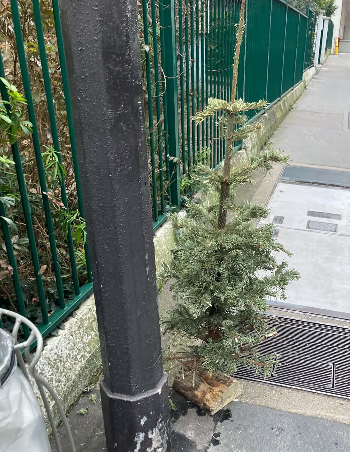 un sapin dans la rue
