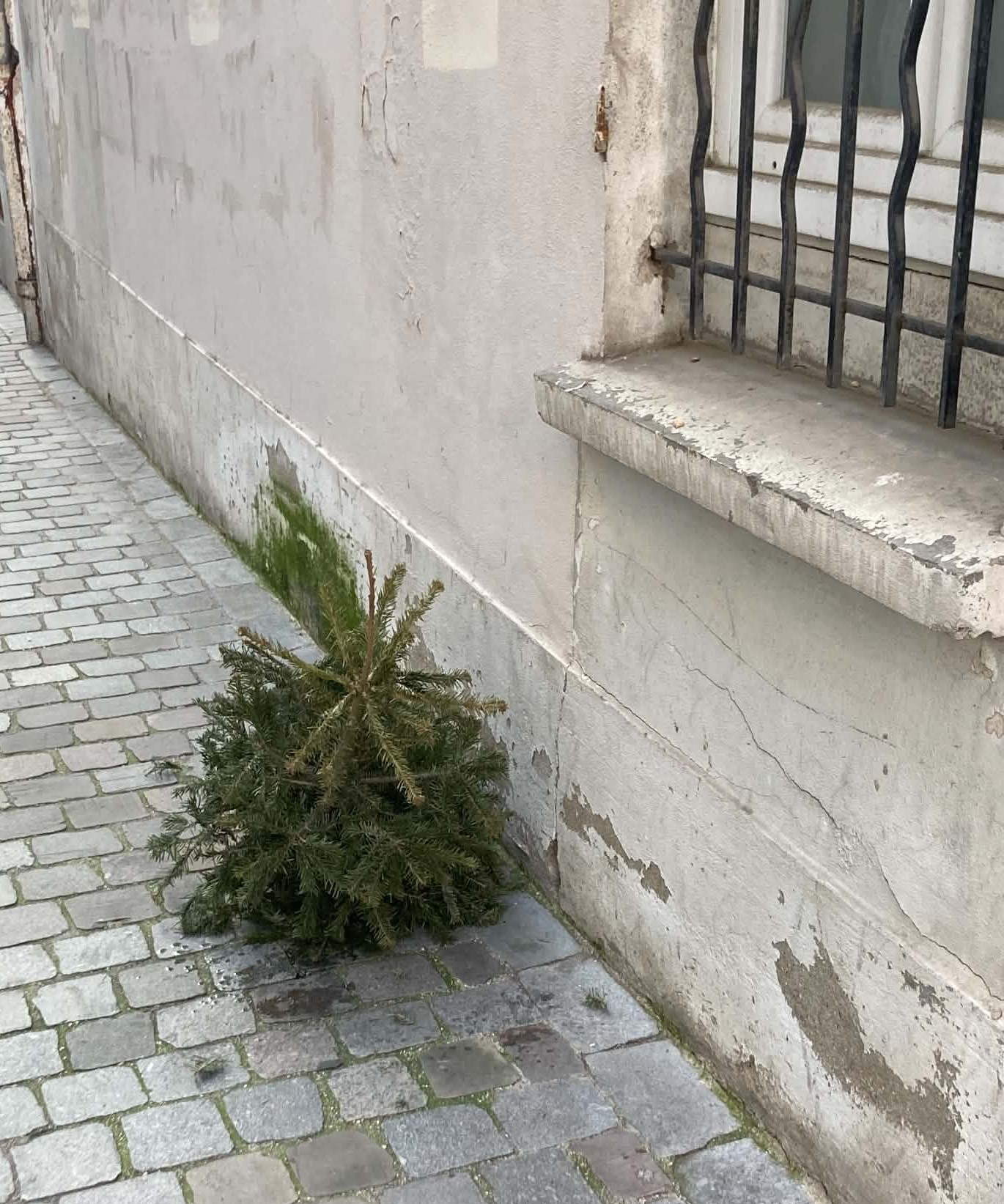 un sapin dans la rue
