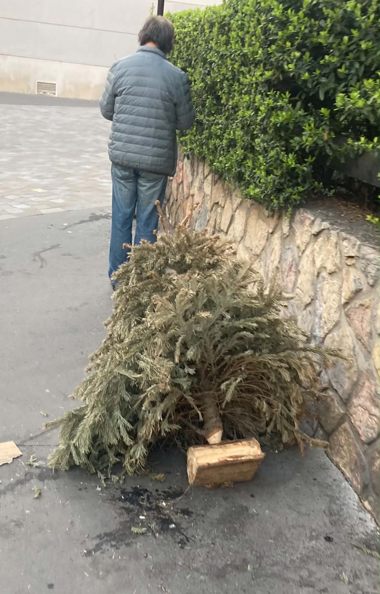 un sapin dans la rue