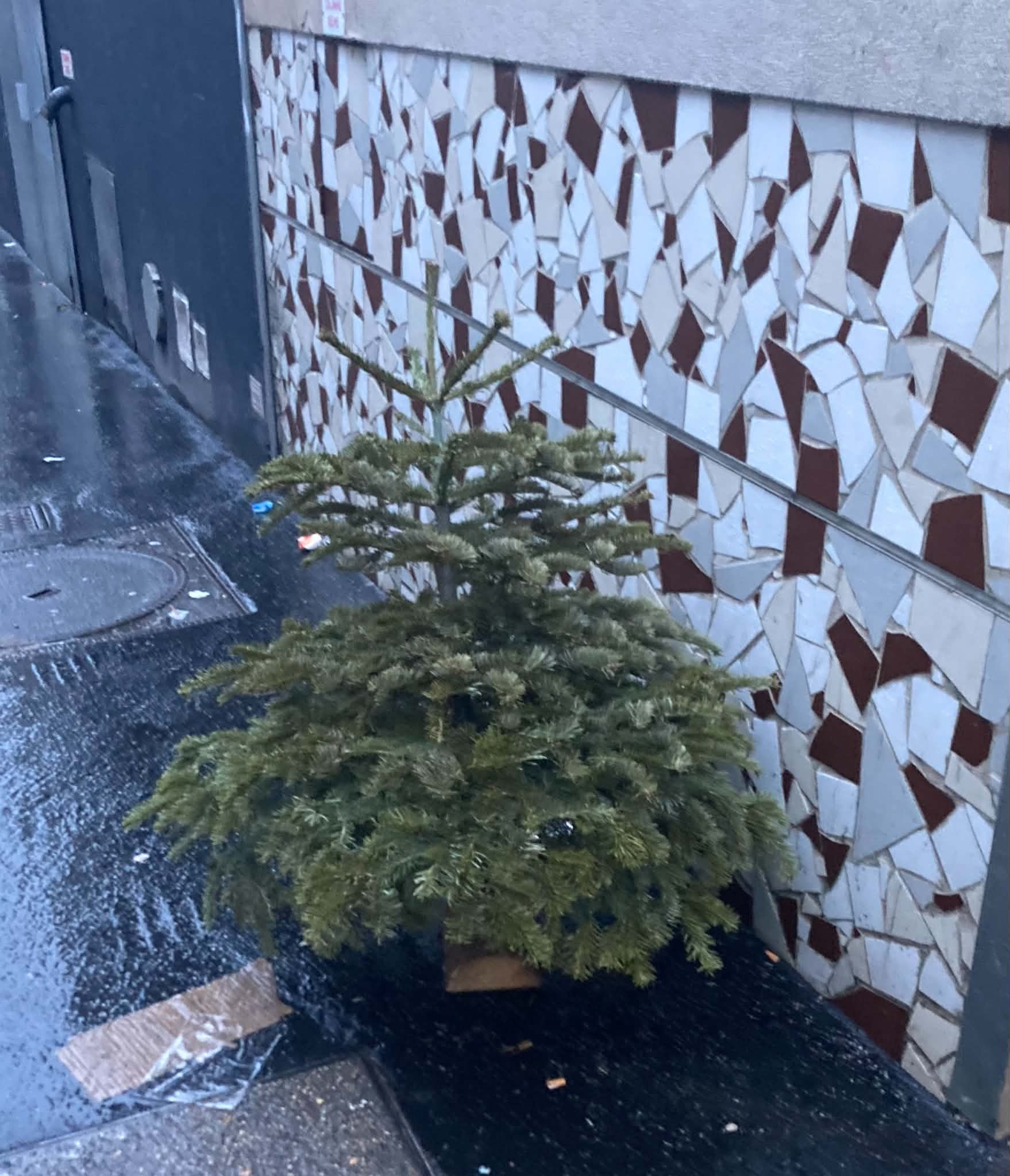 un sapin dans la rue