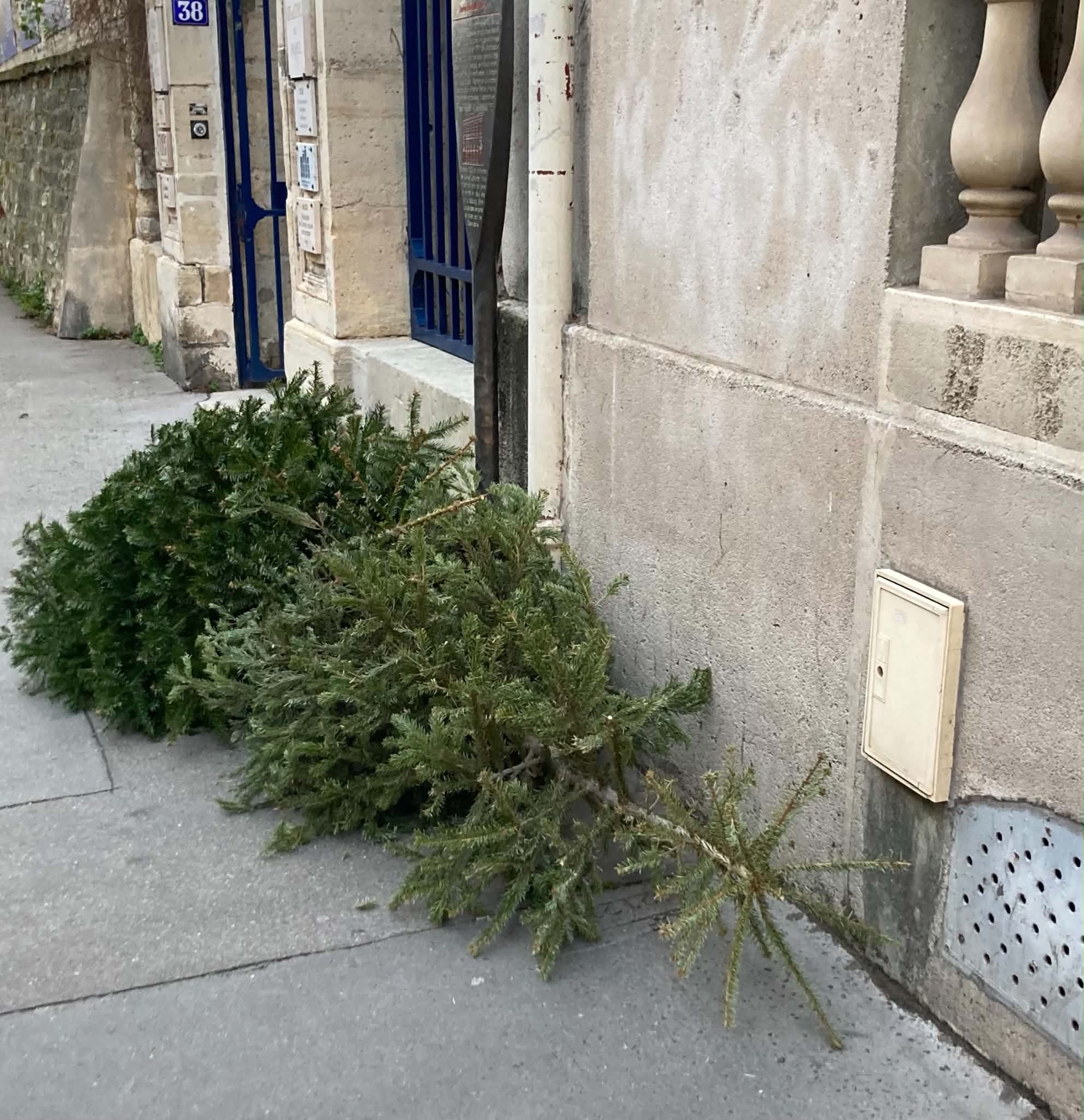 un sapin dans la rue