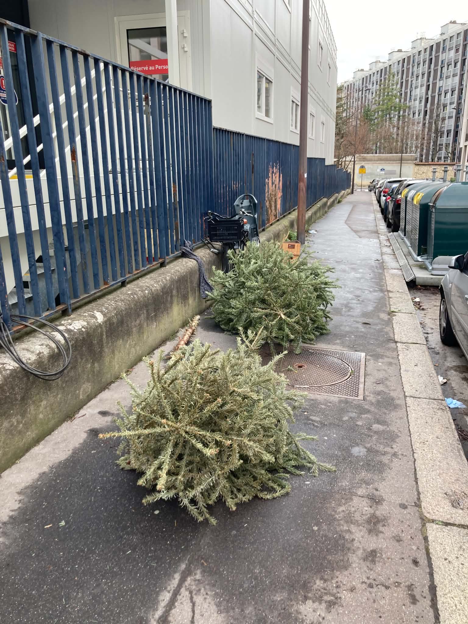 un sapin dans la rue