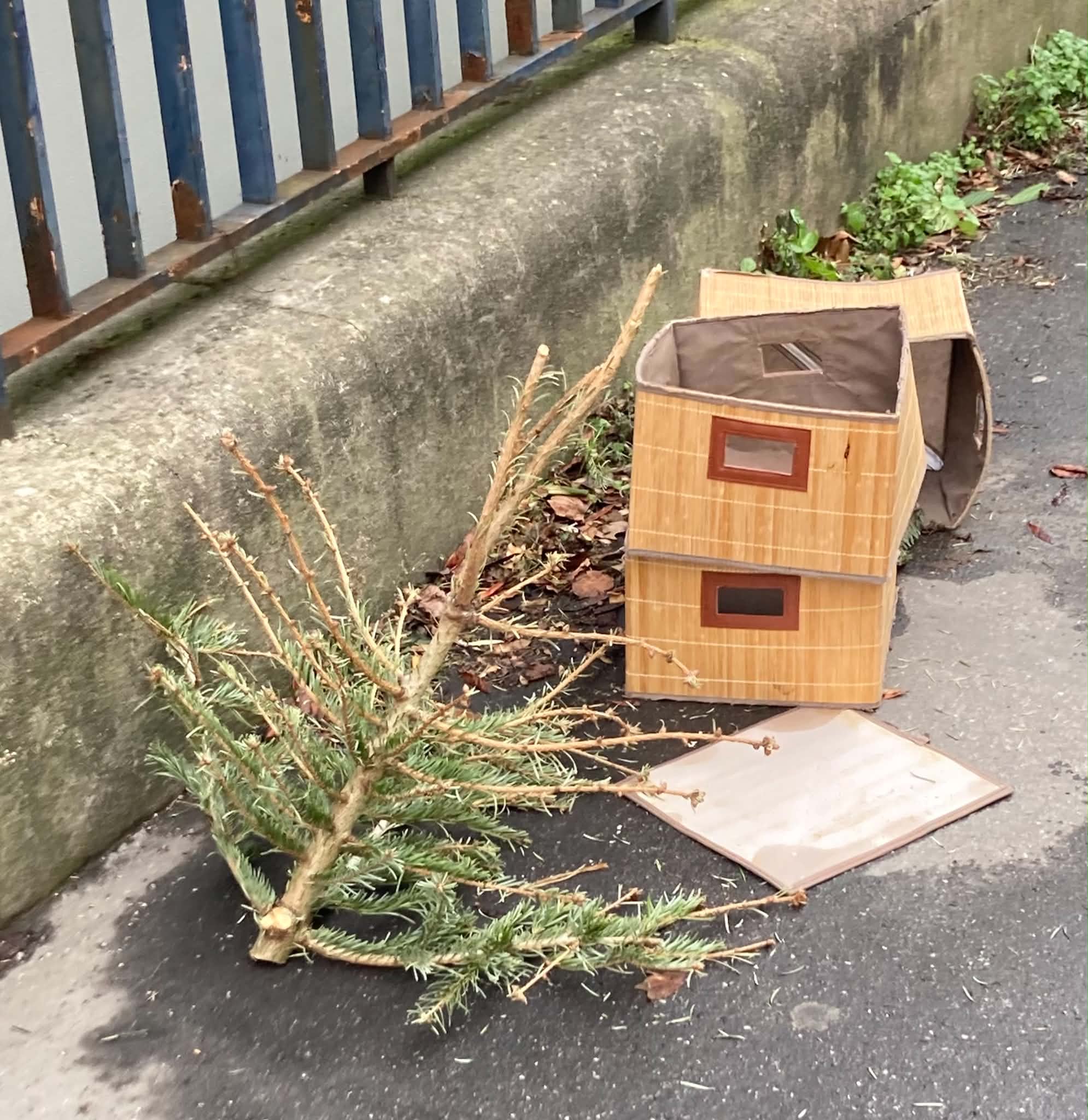 un sapin dans la rue