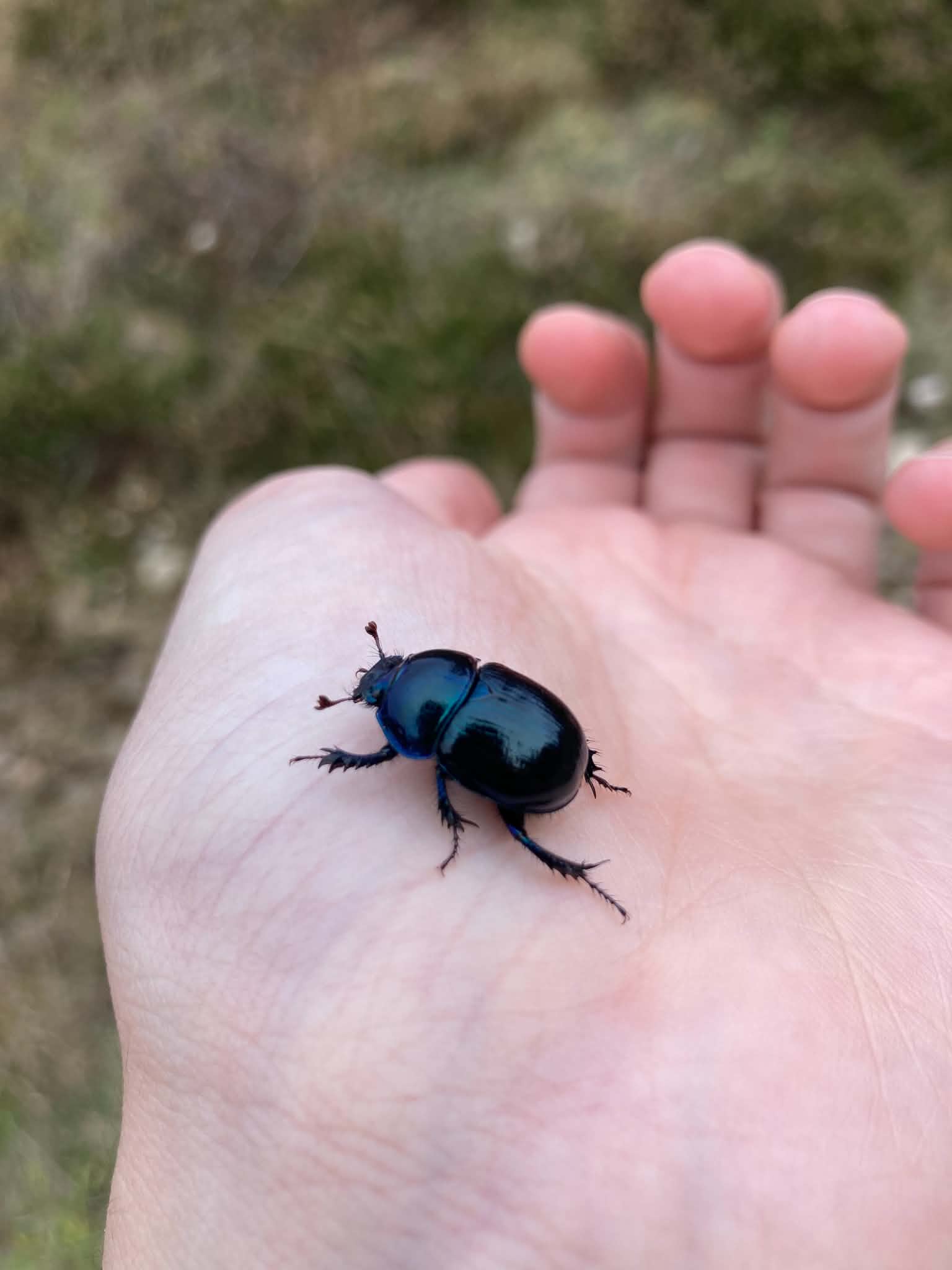un scarabé sur ma main
